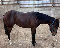 apha-paint-horse