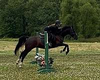 dutch-warmblood-horse-for-sale