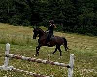 dutch-warmblood-mare