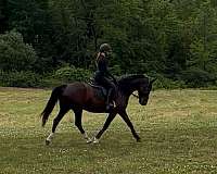 dutch-warmblood-horse