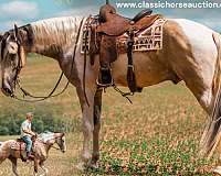 buckskin-white-tennessee-walking-horse
