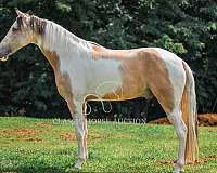 horseman-tennessee-walking-horse