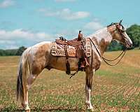 tobanio-tennessee-walking-horse