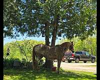alot-of-white-spots-horse