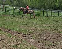 red-roan-alot-of-white-spots-horse