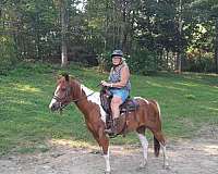 white-star-on-the-forehead-horse