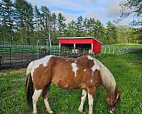 sorrel-white-star-on-the-forehead-horse