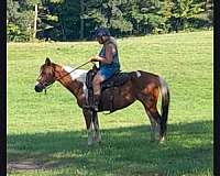all-around-paint-horse