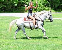 all-around-quarter-horse