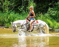 beginner-quarter-horse