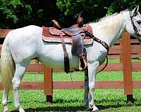 athletic-quarter-horse