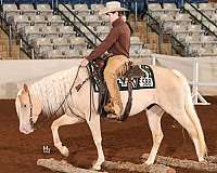 flashy-quarter-horse