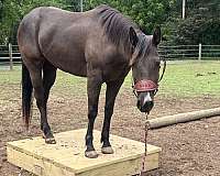 brown-roan-quarter-horse-mare-weanling