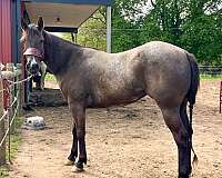 brown-roan-mare-weanling-for-sale