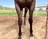 brown-roan-quarter-horse-for-sale