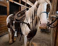educated-gypsy-vanner-horse
