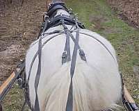 friendly-personality-gypsy-vanner-horse