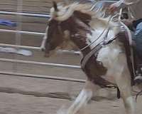 ranch-prospect-gypsy-vanner-horse