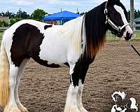 future-family-gypsy-vanner-horse
