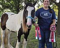 judged-gypsy-vanner-horse