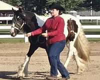 lunges-gypsy-vanner-horse