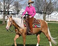 aqha-quarter-horse