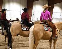 all-around-quarter-horse