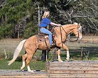gentle-quarter-horse