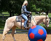 champagne-quarter-horse