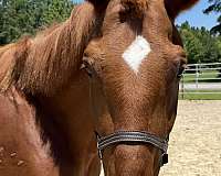 16-hand-belgian-mare
