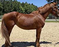 sorrel-mare-for-sale