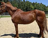 sorrel-belgian-mare