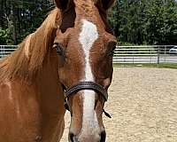 14-hand-draft-gelding