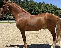 sorrel-draft-gelding