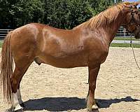 sorrel-gelding-for-sale