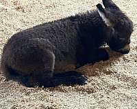 brown-miniature-donkey