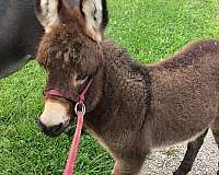 companion-halter-spotted-donkey
