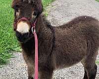 companion-halter-miniature-donkey