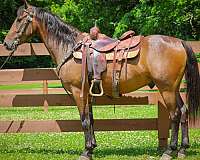 all-around-morgan-horse