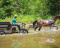 athletic-morgan-horse