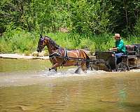 drill-team-morgan-horse