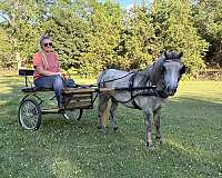 miniature-gelding