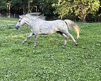 miniature-horse-for-sale