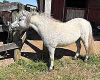 miniature-horse