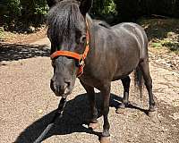driving-halter-appaloosa-horse