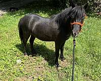 miniature-gelding
