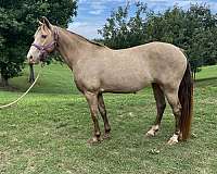classic-champagne-tennessee-walking-horse