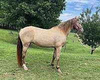 classic-champagne-mare