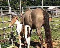 amber-tennessee-walking-horse
