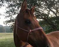 quarter-horse-mare